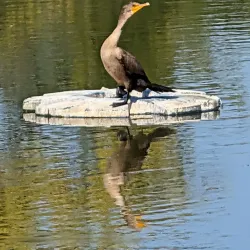 The Golf Center at Kings Island - Mason