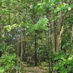 New Albany Nature Preserve - New Albany