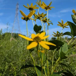 New Albany Parks and Trails - New Albany
