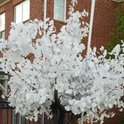 New Albany Reservoir - New Albany