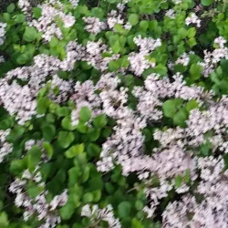 New Albany Reservoir - New Albany