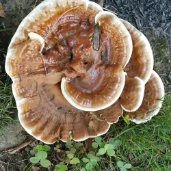 New Albany Reservoir - New Albany