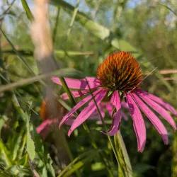 The New Albany Sculpture Park - New Albany