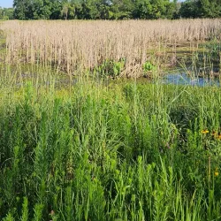 The New Albany Sculpture Park - New Albany