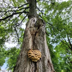 Newark Earthworks - Newark