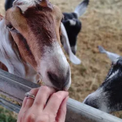 Trumbull County Fairgrounds - Newton Falls