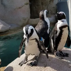 Toledo Zoo & Aquarium - Toledo