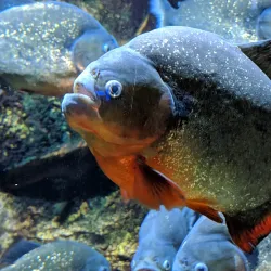 Toledo Zoo & Aquarium - Toledo