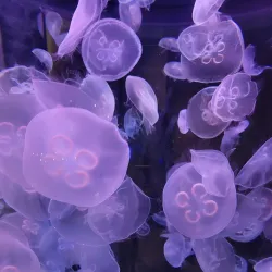 Toledo Zoo & Aquarium - Toledo