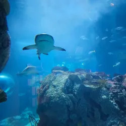 Toledo Zoo & Aquarium - Toledo