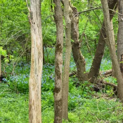 Alum Creek Greenway Trail - Westerville