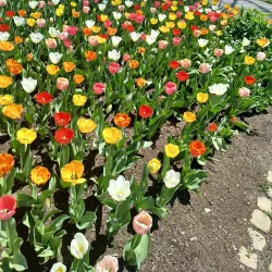 Inniswood Metro Gardens - Westerville