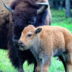 Woolaroc Museum & Wildlife Preserve - Bartlesville