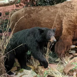 Chisholm Trail Heritage Center - Duncan