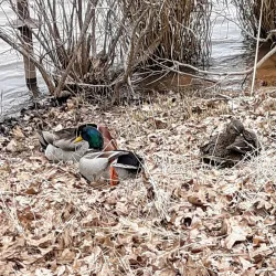 Lake Humphreys - Duncan