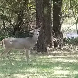 Lake Humphreys - Duncan