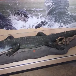 Red River Valley Museum - Duncan