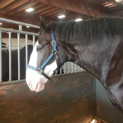 Stephens County Fairgrounds - Duncan