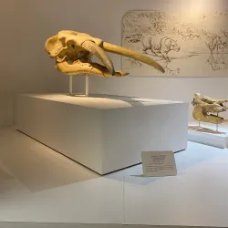 Panhandle Plains Historical Museum - Guymon