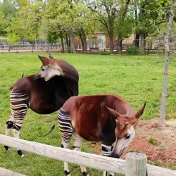 Oklahoma City Zoo - Oklahoma City