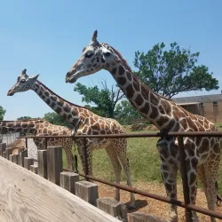 Oklahoma City Zoo - Oklahoma City