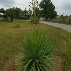 Shawnee City Park - Shawnee