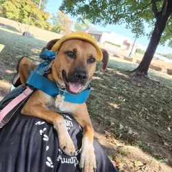 Tahlequah City Lake Park - Tahlequah