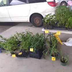 Tahlequah Farmers Market - Tahlequah