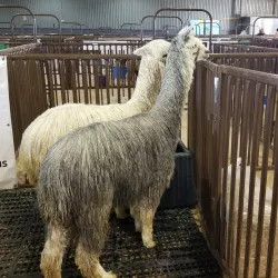 Pottawatomie County Fairgrounds - Tecumseh