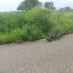 Tecumseh Main Street - Tecumseh