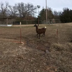 Tecumseh Main Street - Tecumseh