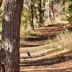 Boiling Springs State Park - Woodward