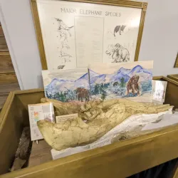 Historic Downtown Woodward - Woodward