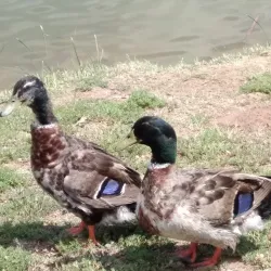 Lake Woodward - Woodward