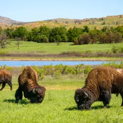 Wichita Mountains Wildlife Refuge - Woodward