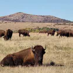 Wichita Mountains Wildlife Refuge - Woodward