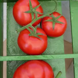 Albany Farmers' Market - Albany