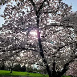 Grand Prairie Park - Albany