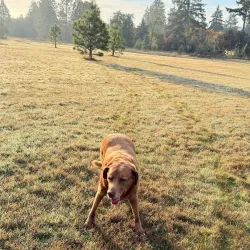 North Albany Park - Albany