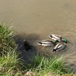 Periwinkle Creek Trail - Albany