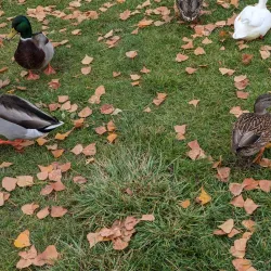 Periwinkle Creek Trail - Albany
