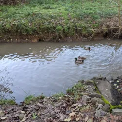 Periwinkle Creek Trail - Albany
