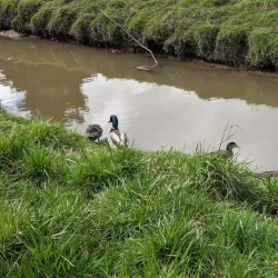 Periwinkle Creek Trail - Albany