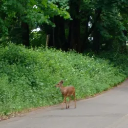 Takena Landing Park - Albany
