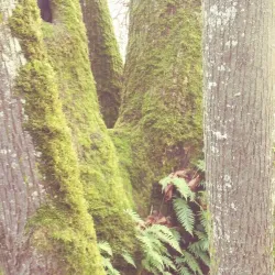 Takena Landing Park - Albany