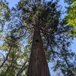Lithia Park - Ashland