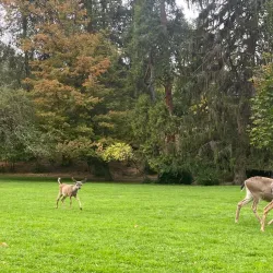 Lithia Park - Ashland