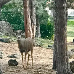 Deschutes River Trail - Bend