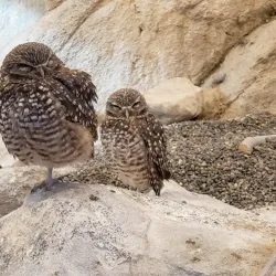 High Desert Museum - Bend