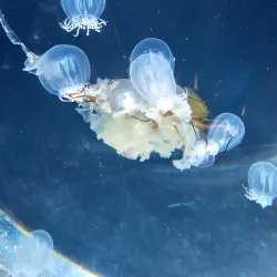 Bayshore Discovery Center - Coos Bay
